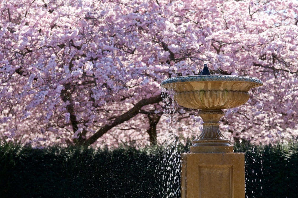 100 Friendship Cherry Trees Will Be Planted In Heath Park