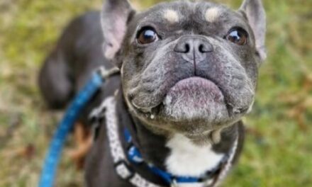 Cardiff Dogs Home Celebrates Landmark RSPCA PawPrints Awards