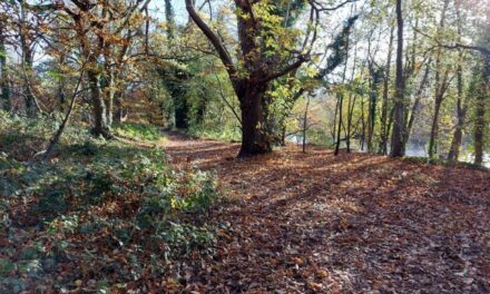 Conservation Work At Bute Park Woodland Begins