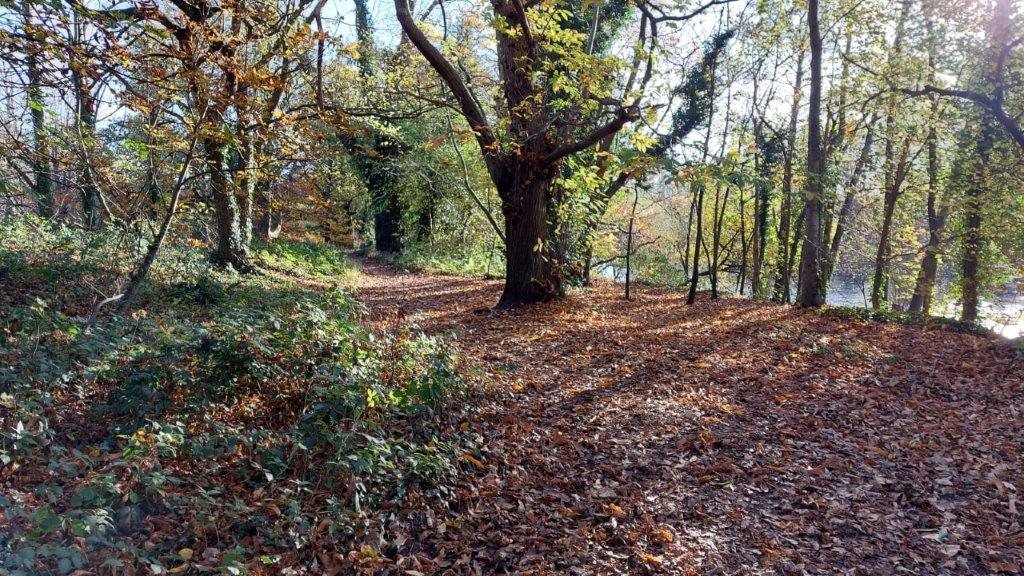 Conservation Work At Bute Park Woodland Begins