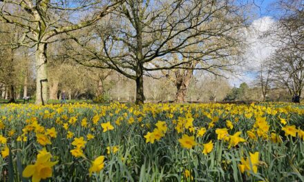 Bute Park Cardiff: Complete Guide To Walks, Wildlife And Hidden Gems
